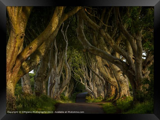 The Dark Hedges 2 Framed Print by DiFigiano Photography
