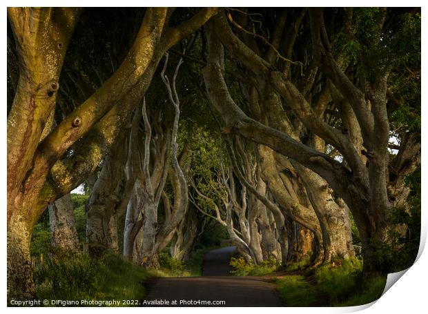 The Dark Hedges 2 Print by DiFigiano Photography