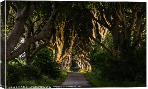 The Dark Hedges 3 Canvas Print by DiFigiano Photography