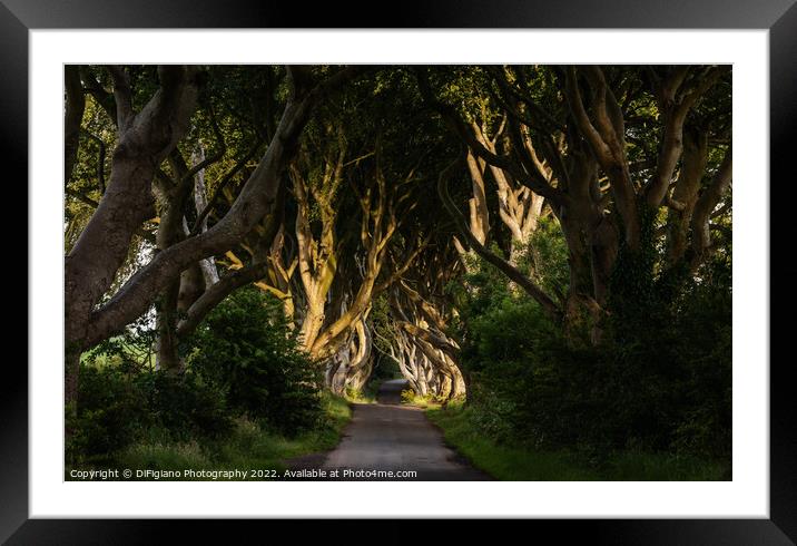 The Dark Hedges 3 Framed Mounted Print by DiFigiano Photography