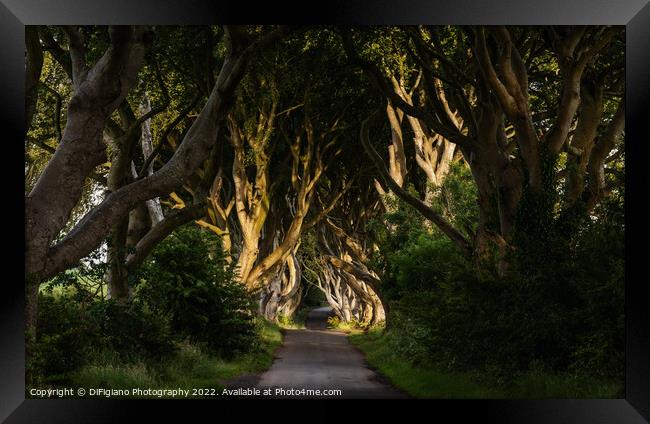 The Dark Hedges 3 Framed Print by DiFigiano Photography