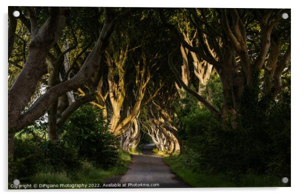 The Dark Hedges 3 Acrylic by DiFigiano Photography