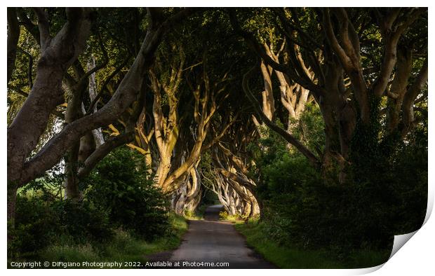 The Dark Hedges 3 Print by DiFigiano Photography