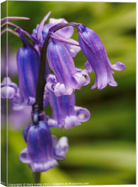 Blue Bells Canvas Print by Rory Hailes
