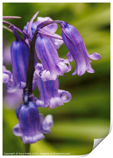 Blue Bells Print by Rory Hailes