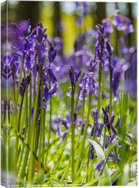 Blue bells in the trees Canvas Print by Rory Hailes