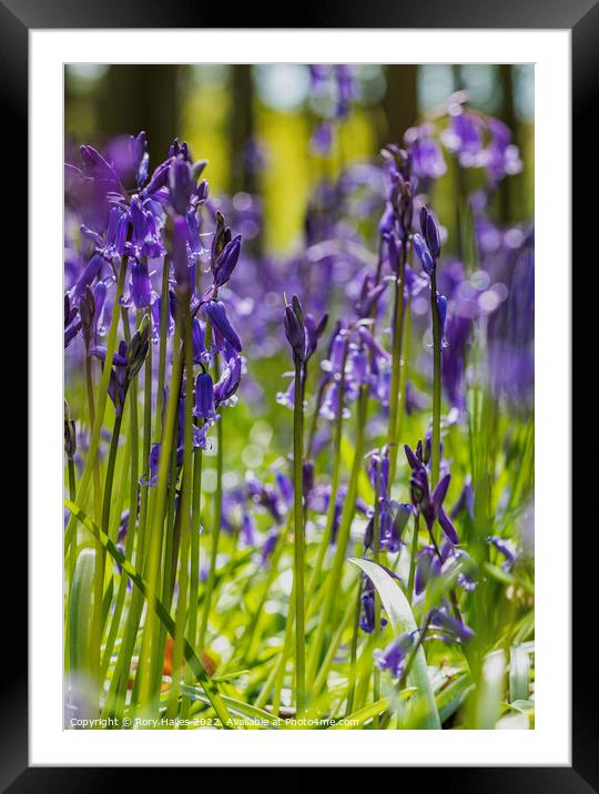 Blue bells in the trees Framed Mounted Print by Rory Hailes