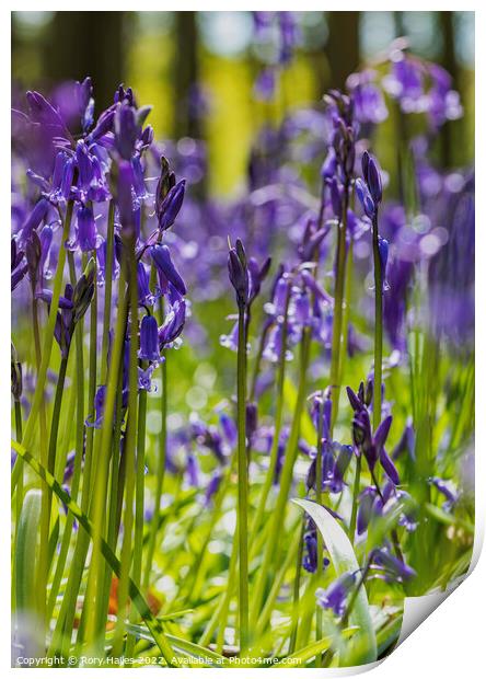Blue bells in the trees Print by Rory Hailes