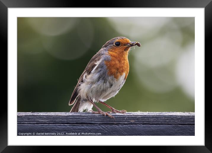 Robin catching lunch Framed Mounted Print by daniel kennedy