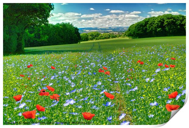 Poppies and Cornflowers Print by Alison Chambers