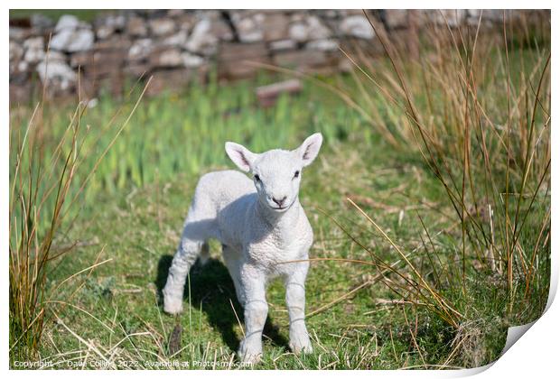 A young Lamb looking at the camera Print by Dave Collins