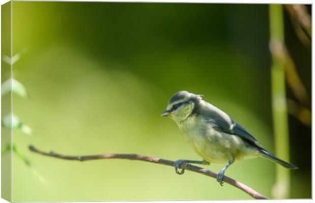 Young Blue Tit Canvas Print by Duncan Loraine