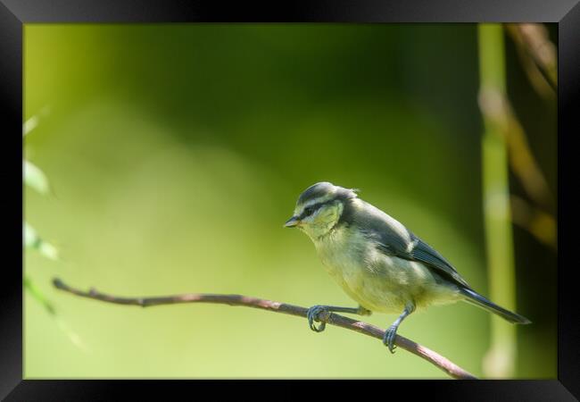Young Blue Tit Framed Print by Duncan Loraine