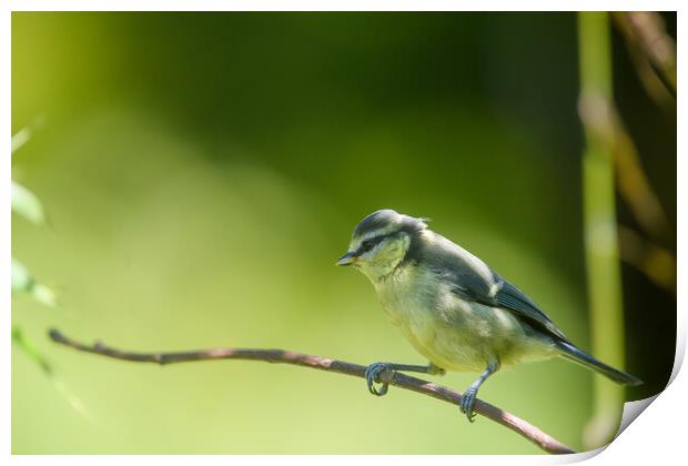 Young Blue Tit Print by Duncan Loraine