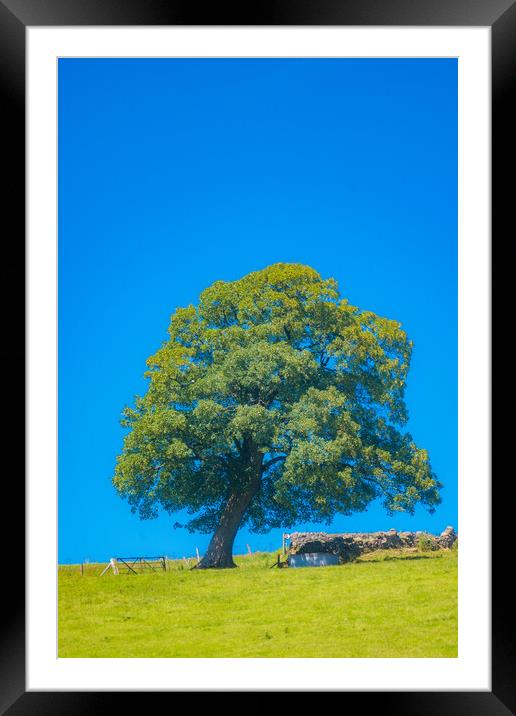 Large Old Oak Tree Framed Mounted Print by Duncan Loraine