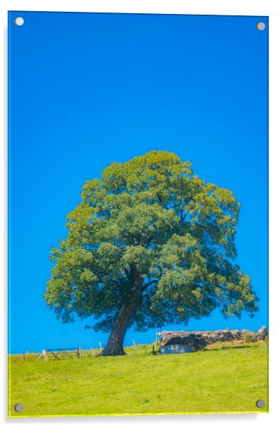 Large Old Oak Tree Acrylic by Duncan Loraine