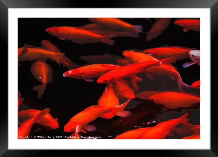 Golden Carp Swimming West Lake Hangzhou Zhejiang China Framed Mounted Print by William Perry