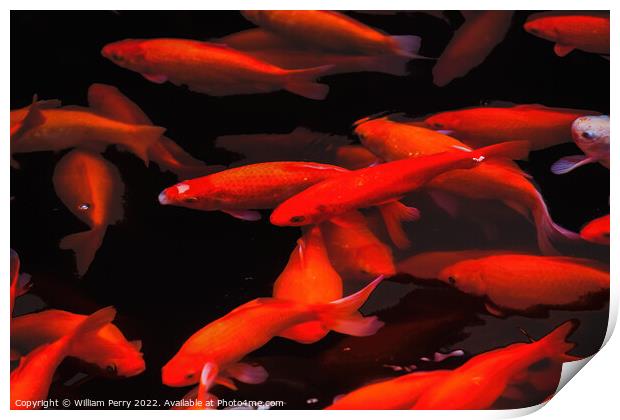 Golden Carp Swimming West Lake Hangzhou Zhejiang China Print by William Perry