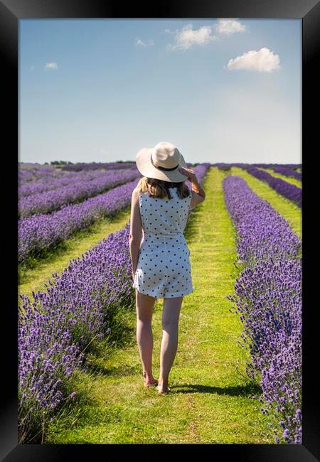 walking in  lavender  Framed Print by kathy white