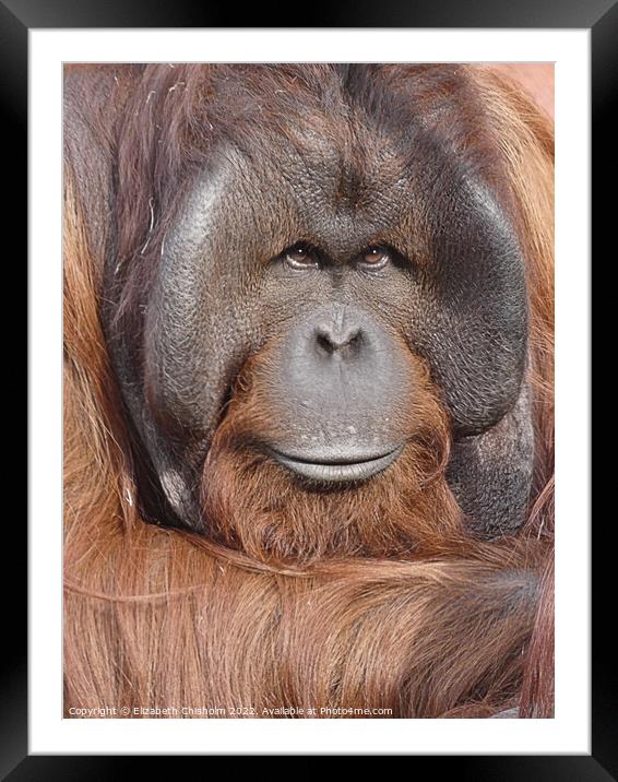 Male Orangutan Portrait Framed Mounted Print by Elizabeth Chisholm