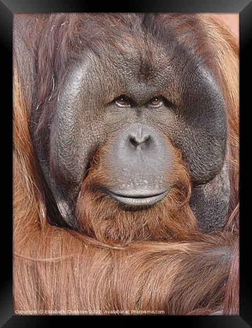 Male Orangutan Portrait Framed Print by Elizabeth Chisholm