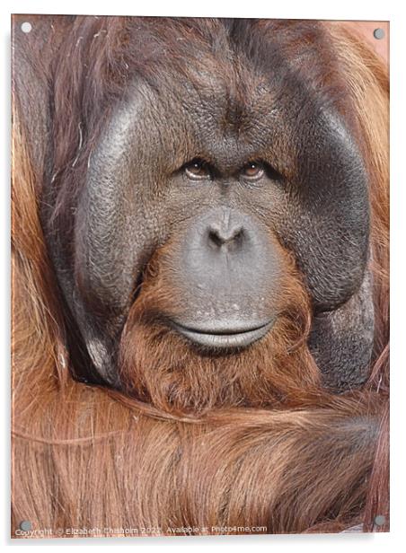 Male Orangutan Portrait Acrylic by Elizabeth Chisholm
