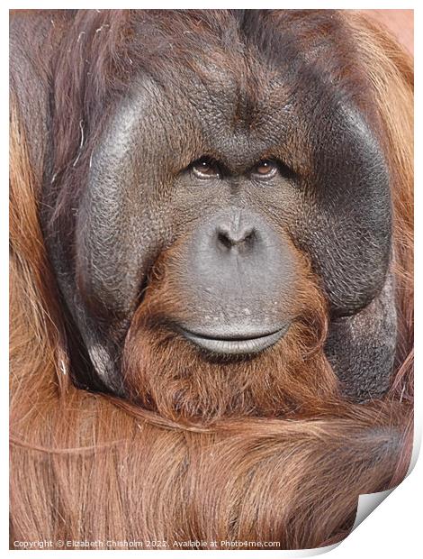 Male Orangutan Portrait Print by Elizabeth Chisholm