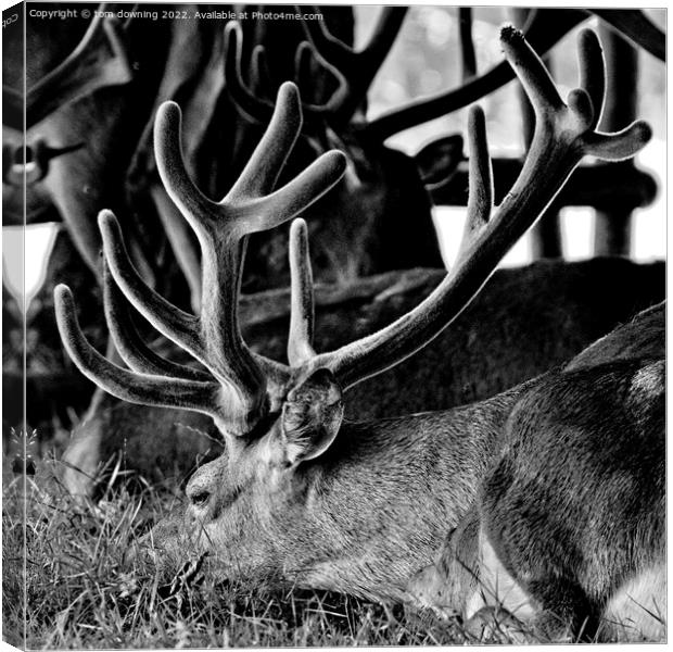 antler Canvas Print by tom downing