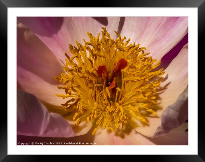 Peony  Framed Mounted Print by Maciej Czuchra