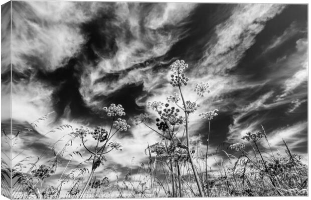 Grasses against the sky Canvas Print by Simon Johnson