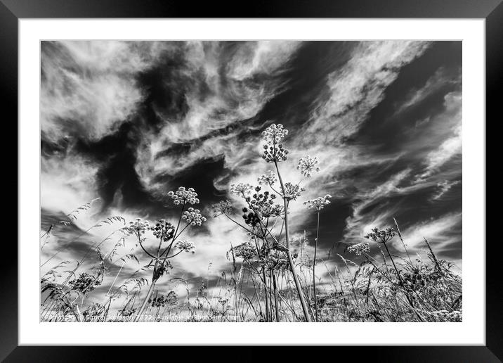Grasses against the sky Framed Mounted Print by Simon Johnson