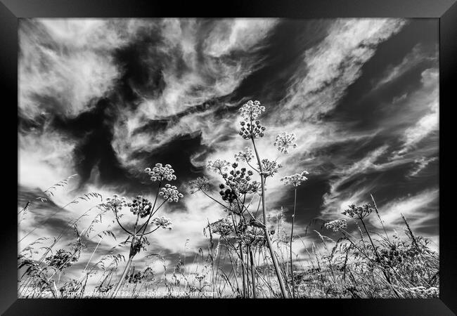 Grasses against the sky Framed Print by Simon Johnson