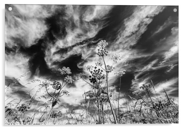 Grasses against the sky Acrylic by Simon Johnson