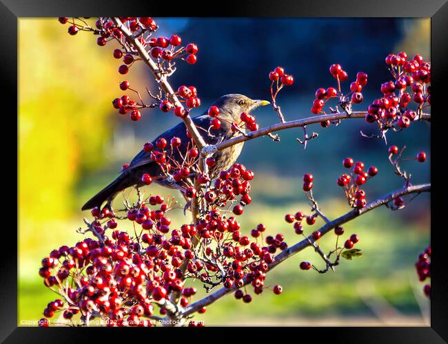 Autumn's Palette: Blackbird on Hawthorn Framed Print by Peter Gaeng