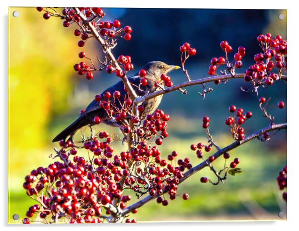 Autumn's Palette: Blackbird on Hawthorn Acrylic by Peter Gaeng