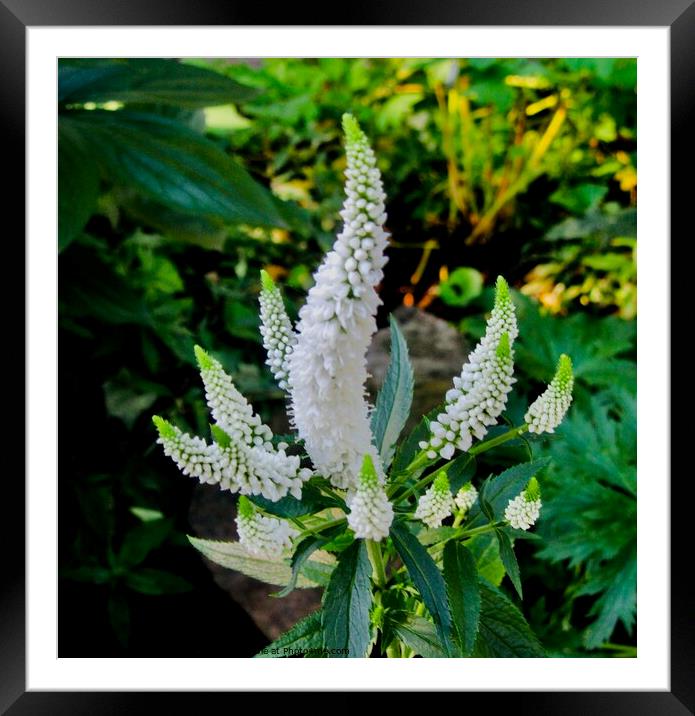 White Flowers Framed Mounted Print by Stephanie Moore