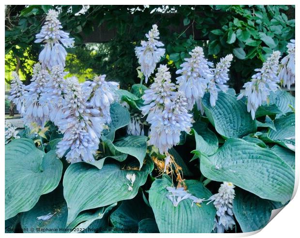 White flowers Print by Stephanie Moore