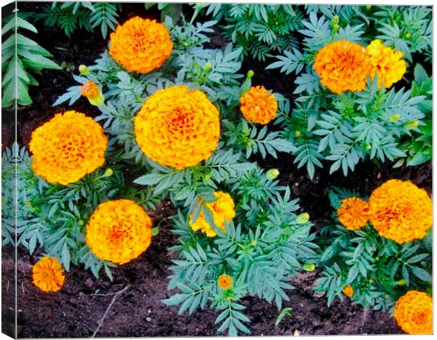 Marigolds Canvas Print by Stephanie Moore