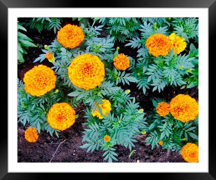 Marigolds Framed Mounted Print by Stephanie Moore