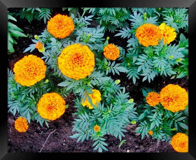 Marigolds Framed Print by Stephanie Moore