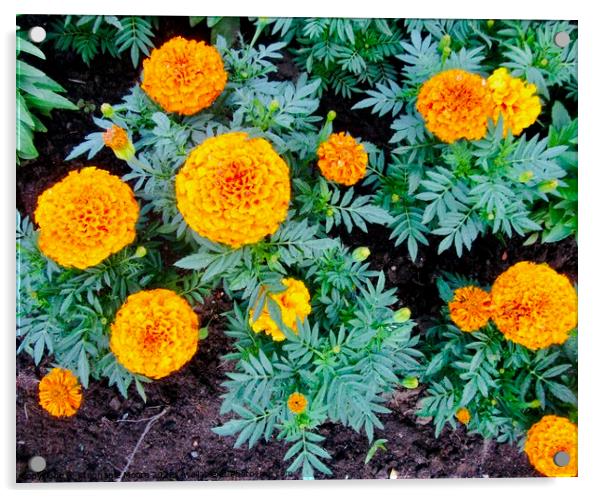 Marigolds Acrylic by Stephanie Moore