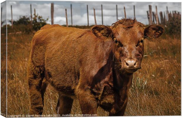 Hereford Cow Baby at Field Landscape Canvas Print by Daniel Ferreira-Leite