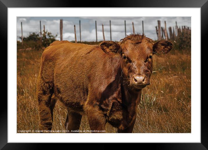 Hereford Cow Baby at Field Landscape Framed Mounted Print by Daniel Ferreira-Leite