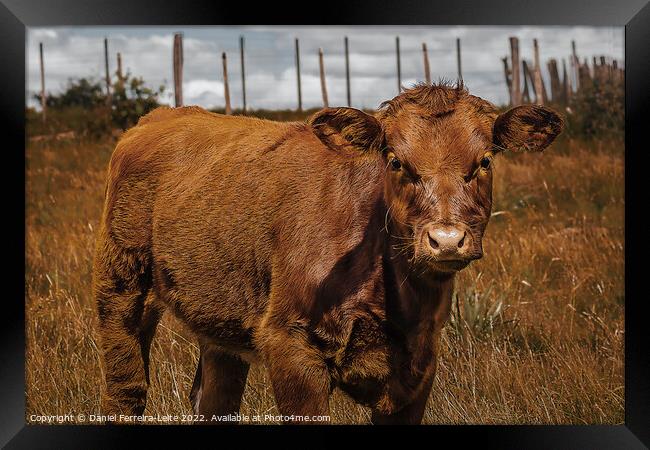 Hereford Cow Baby at Field Landscape Framed Print by Daniel Ferreira-Leite