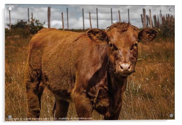 Hereford Cow Baby at Field Landscape Acrylic by Daniel Ferreira-Leite