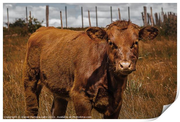 Hereford Cow Baby at Field Landscape Print by Daniel Ferreira-Leite