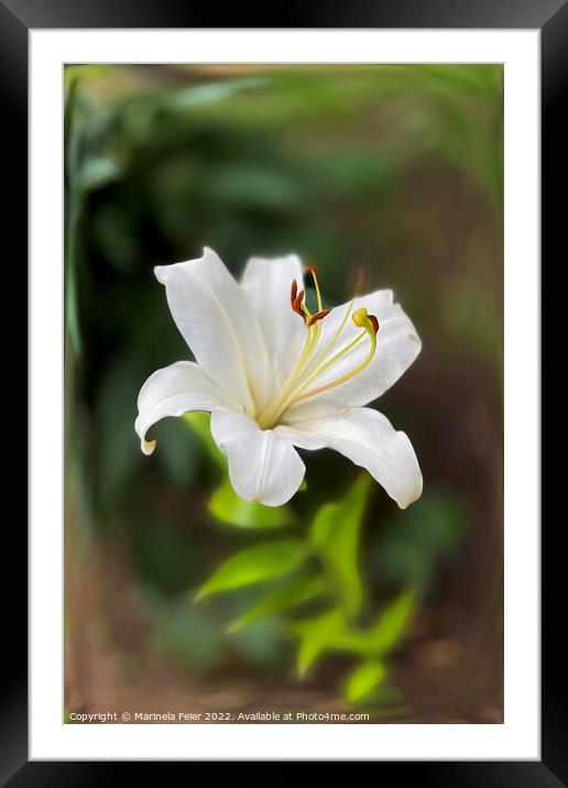 Twilight white lily Framed Mounted Print by Marinela Feier