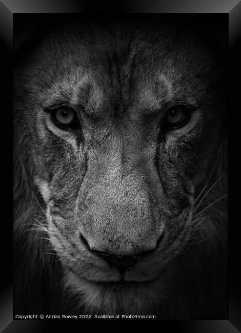 Male lion in monochrome Framed Print by Adrian Rowley