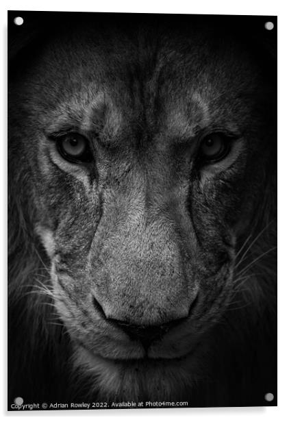 Male lion in monochrome Acrylic by Adrian Rowley