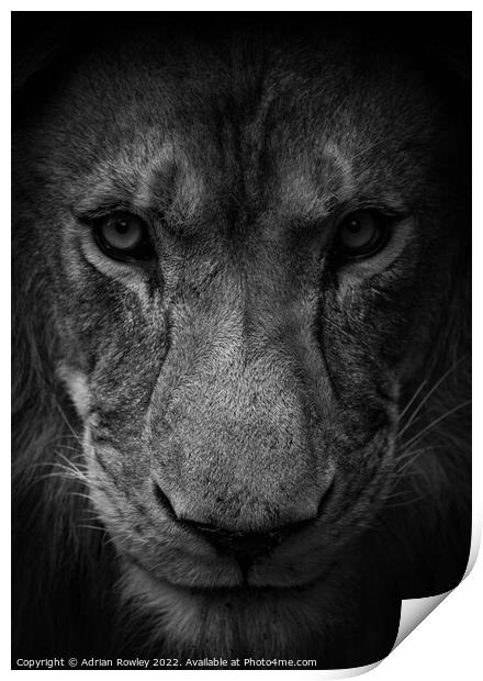 Male lion in monochrome Print by Adrian Rowley